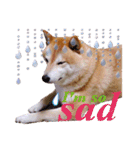 柴犬 うちの佑くん。⑤（個別スタンプ：15）