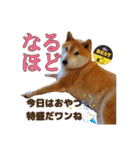 柴犬 うちの佑くん。⑤（個別スタンプ：16）