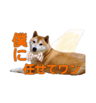 柴犬 うちの佑くん。⑤（個別スタンプ：17）