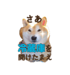 柴犬 うちの佑くん。⑤（個別スタンプ：18）