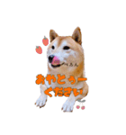 柴犬 うちの佑くん。⑤（個別スタンプ：19）