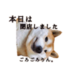 柴犬 うちの佑くん。⑤（個別スタンプ：20）