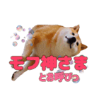 柴犬 うちの佑くん。⑤（個別スタンプ：21）