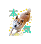 柴犬 うちの佑くん。⑤（個別スタンプ：22）