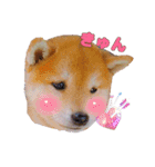 柴犬 うちの佑くん。⑤（個別スタンプ：23）