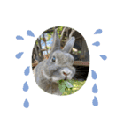 #カッコ良いうさぎBéBé（個別スタンプ：6）