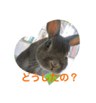 #カッコ良いうさぎBéBé（個別スタンプ：10）