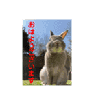 #カッコ良いうさぎBéBé（個別スタンプ：11）