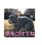#カッコ良いうさぎBéBé（個別スタンプ：16）