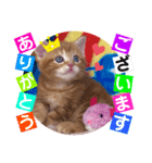 ねこまーち さわやかレッド長男くん（個別スタンプ：1）