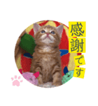 ねこまーち さわやかレッド長男くん（個別スタンプ：4）