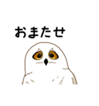 フクロウさんは動かない（個別スタンプ：3）