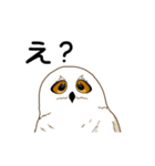 フクロウさんは動かない（個別スタンプ：8）