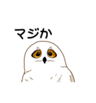 フクロウさんは動かない（個別スタンプ：14）