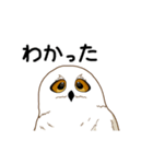 フクロウさんは動かない（個別スタンプ：15）