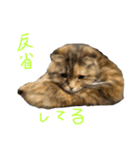 猫は正義です！！（個別スタンプ：3）