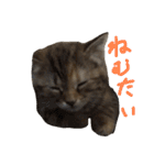 猫は正義です！！（個別スタンプ：4）