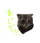 猫は正義です！！（個別スタンプ：6）