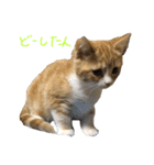 猫は正義です！！（個別スタンプ：7）