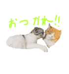 猫は正義です！！（個別スタンプ：8）