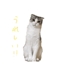 猫は正義です！！（個別スタンプ：10）