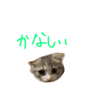 猫は正義です！！（個別スタンプ：16）