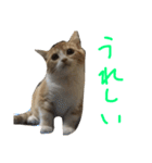 猫は正義です！！（個別スタンプ：17）