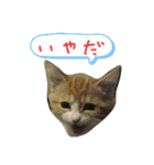 猫は正義です！！（個別スタンプ：19）