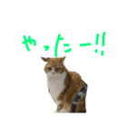 猫は正義です！！（個別スタンプ：24）