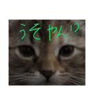 猫は正義です！！（個別スタンプ：29）