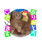 ねこまーち ふかふかレッド次男くん（個別スタンプ：1）