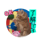 ねこまーち ふかふかレッド次男くん（個別スタンプ：5）