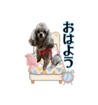 蘭ちゃん トイプー（個別スタンプ：2）