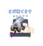 蘭ちゃん トイプー（個別スタンプ：3）