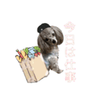 蘭ちゃん トイプー（個別スタンプ：7）