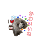 蘭ちゃん トイプー（個別スタンプ：16）