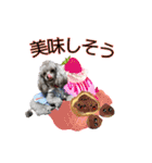 蘭ちゃん トイプー（個別スタンプ：22）