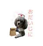 蘭ちゃん トイプー（個別スタンプ：23）
