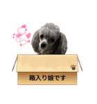 蘭ちゃん トイプー（個別スタンプ：24）