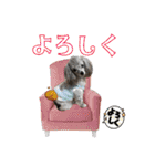 蘭ちゃん トイプー（個別スタンプ：26）