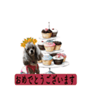 蘭ちゃん トイプー（個別スタンプ：33）