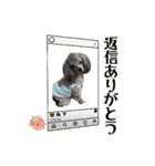 蘭ちゃん トイプー（個別スタンプ：37）