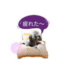 蘭ちゃん トイプー（個別スタンプ：39）