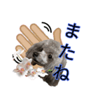 蘭ちゃん トイプー（個別スタンプ：40）