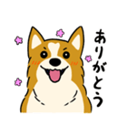 犬のらん丸（いぬまる）（個別スタンプ：1）