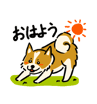 犬のらん丸（いぬまる）（個別スタンプ：3）
