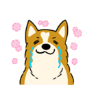 犬のらん丸（いぬまる）（個別スタンプ：19）