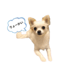 使える！チワワのちーたん 実写版（個別スタンプ：6）