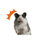 ハムスターのロイくんとメイちゃん（個別スタンプ：5）