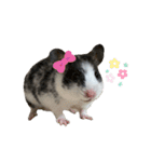ハムスターのロイくんとメイちゃん（個別スタンプ：24）
